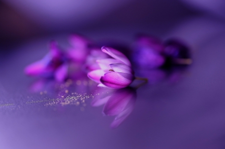 Lovely Flowers - flowers, petals, nature, purple