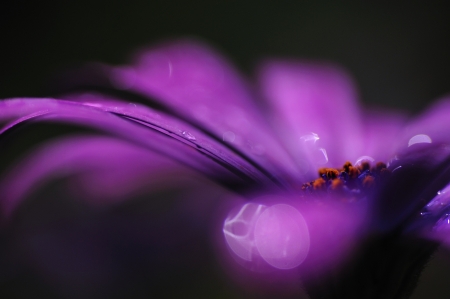 Lovely Flower - dark, flower, purple, abstract