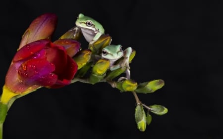 Frogs - black, animal, red, green, freesia, frog