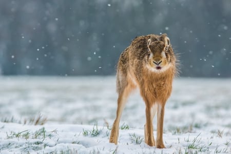 Hare - rabbit, animal, winter, roden, snow, hare