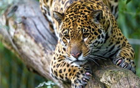 Jaguar