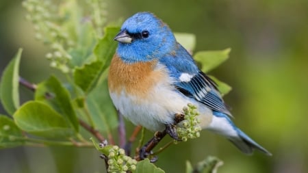 Bird - bird, branch, blue, green