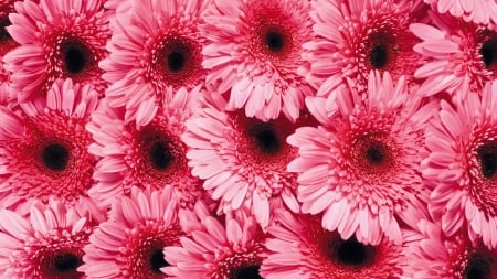 Gerberas - carpet, flower, pink, black, gerbera, skin