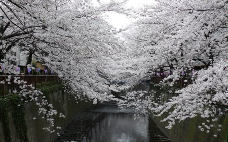 Beautiful - nature, tree, amazing, beautiful