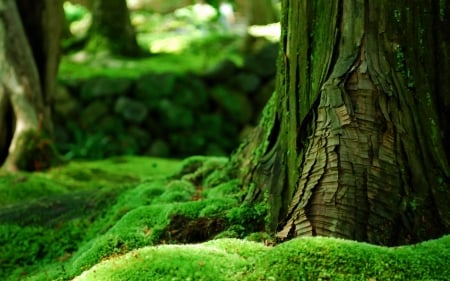 Beautiful green - nature, green, amazing, beautiful