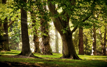 Forest - forest, nature, amazing, beautiful