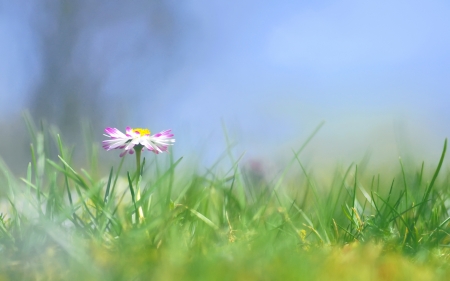 Flower - flower, nature, amazing, beautiful