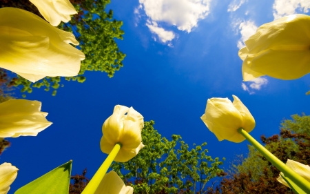 Flowers sky - nature, sky, amazing, flowers