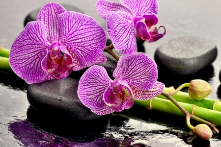 Spa background - orchids, background, water, wet, still life, pretty, beautiful, flowers, stones, spa, bamboo, relax