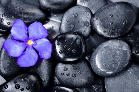 Spa background - background, wet, pretty, macro, beautiful, stones, spa, drops, flower, relax