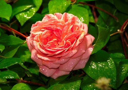 Pretty rose - freshness, fragrance, bush, rose, spring, pretty, beautiful, petals, leaves, scent, garden