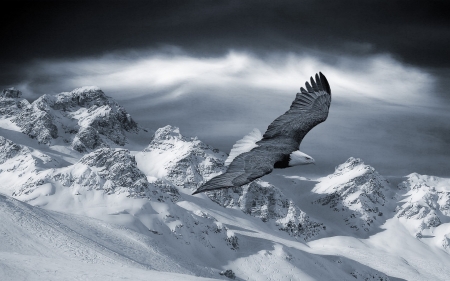 An Eagle Flight - eagle, mountain, snow, animal, bird