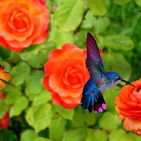 Humming Bird and Butterfly