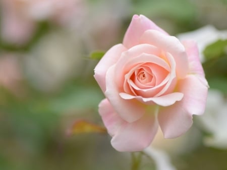 Pink Beauty - nature, roses, petals, pink, flowers