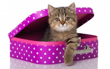 Kitten - pink, cat, white, animal, kitten, funny, cute, suitcase, dot