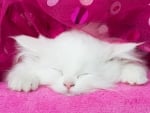 Kitten sleeping