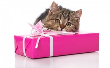 Kitten - white, animal, kitten, gift, box, pink, cat