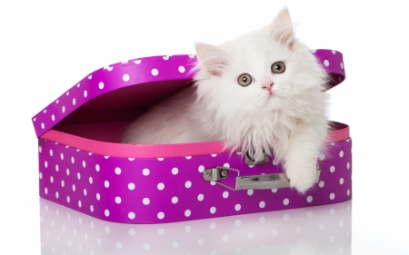 Kitten - animal, dot, pink, cute, sweet, cat, white, kitten, suitcase