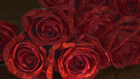 Roses - luminos, red, valentine, rose, flower