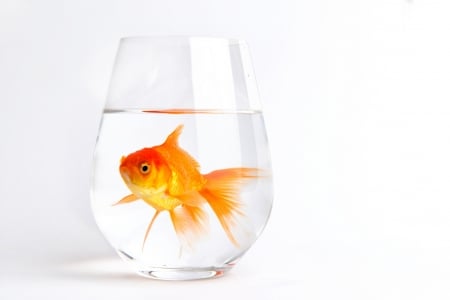 Golden fish - aquarium, white, orange, golden fish