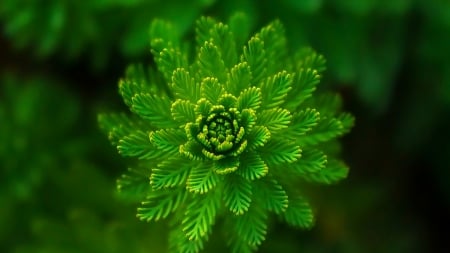 Seaweed - seaweed, plant, macro, nature, green