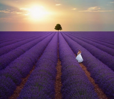 Lavender Field - lavender, field, purple, nature