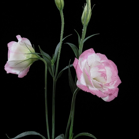 Flowers - beautiful, white, flower, pink