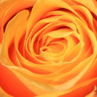 orange rose