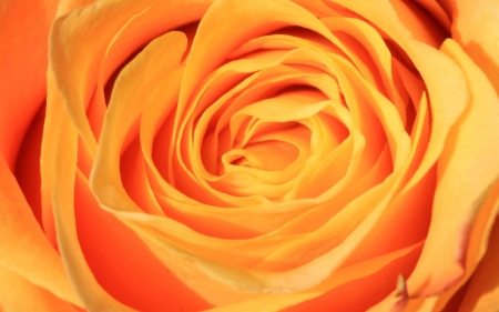 orange rose - orange, flower, rose, petal