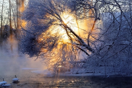 Winter sun - branches, beautiful, snow, tree, wunter, rays, frost, sun, park