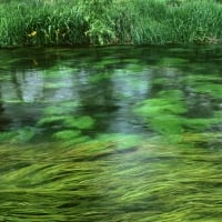 Grassy Stream