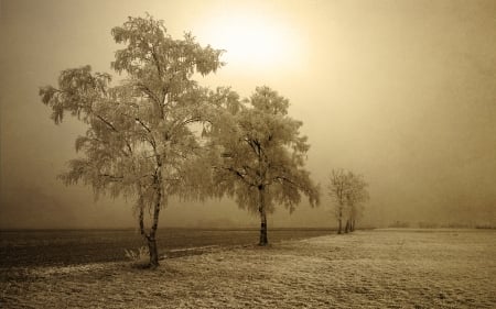 Tree - nature, tree, amazing, stunning