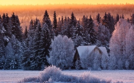 Winter - winter, nature, amazing, beautiful