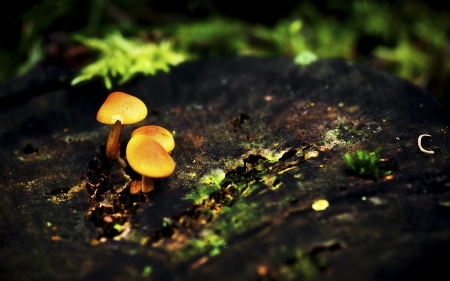 Mushrooms - nature, mushrooms, mushroom, amazing