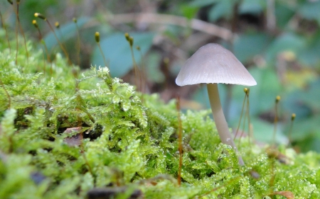 Mushroom - nature, mushroom, amazing, beautiful