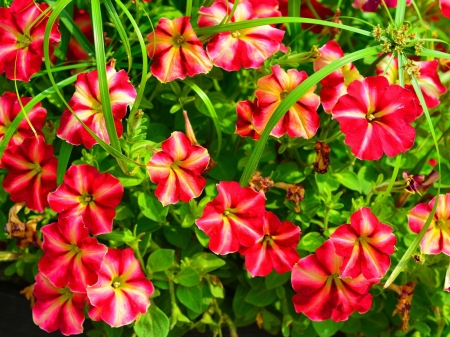 lovely petunia - nature, petunia, flowers, pink