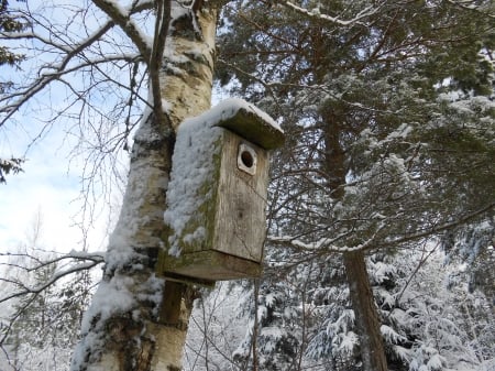 Bird Box - forest, trees, snow, winter, bird-box