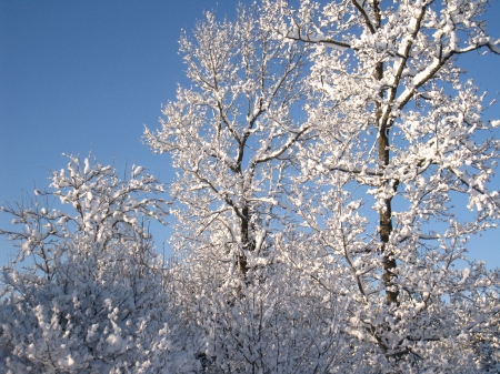 Wintertime - trees, winter, snow, forest, sky