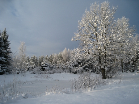 Winter in the garden - sky, trees, snow, winter, garden