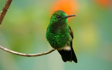 Humming-bird - humming-bird, branch, orange, green, cute, bird