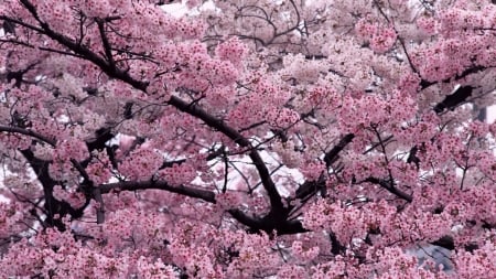 Spring - flower, pink, spring, tree, blossom cherry