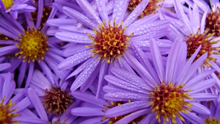 Flowers - skin, purple, carpet, yellow, pink, orange, flower