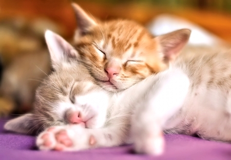 Sleeping Kitten - cute, Animals, Kitten, sleeping