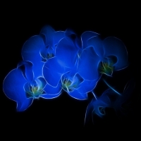 Blue Orchids