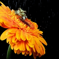 frog on orange flower