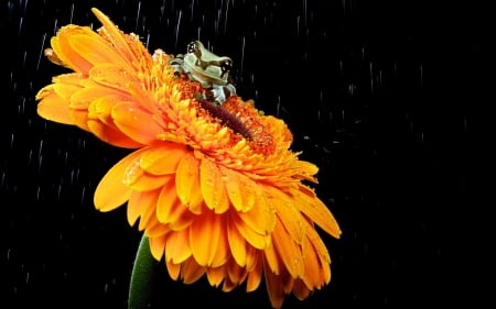 frog on orange flower - animal, plant, frog, flower