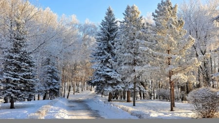 Winter - forest, winter, trees, snow