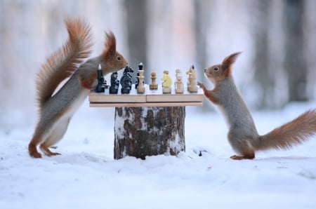 â™¥ - winter, chess, squirrels, animals