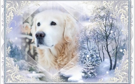 Golden in snow - snow, winter, golden retriever, dogs