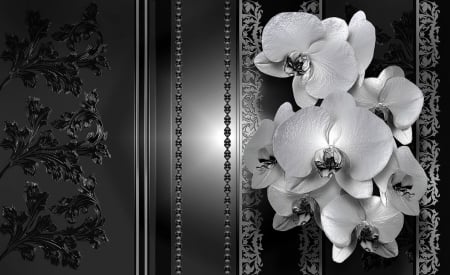 Black-white background - flowers, black, white, beautiful, orchids, background, wall